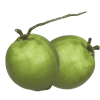 carrot