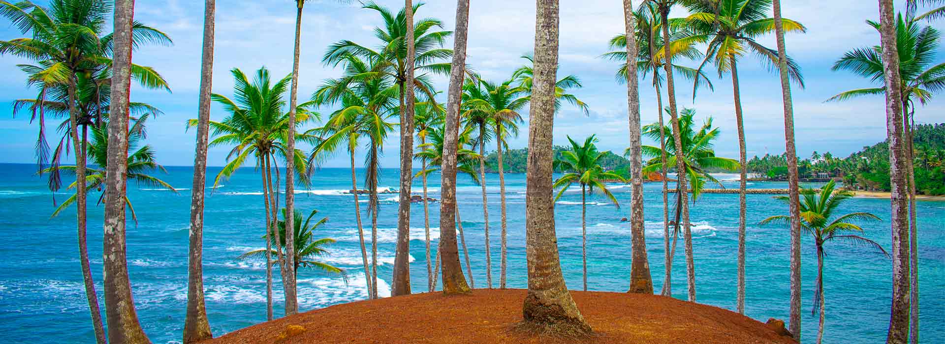 පොල්ලෙලි කපන මැෂින් සහ එහි ආශ්‍රිත නිෂ්පාදන